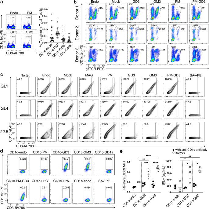 Fig. 5: Autoreactive T cells towards CD1c presenting sideways gangliosides.