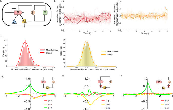 Fig. 3: Stochastic model capturing the single-cell dynamics of betaxanthin production.