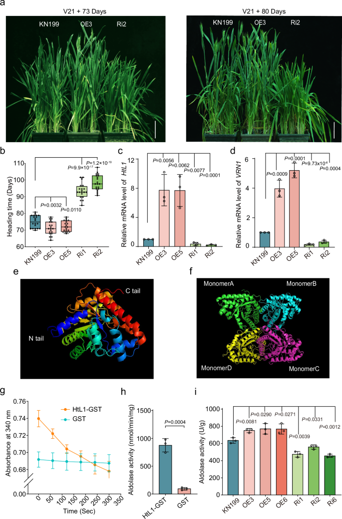 Fig. 2: HtL1 accelerates flowering in winter wheat.
