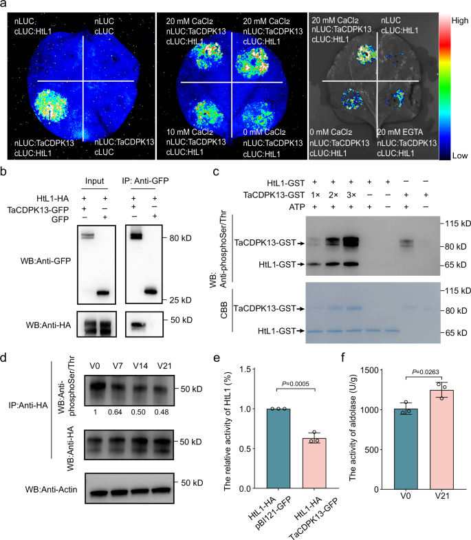 Fig. 3: Phosphorylation of HtL1 by TaCDPK13 inhibits its enzyme activity.