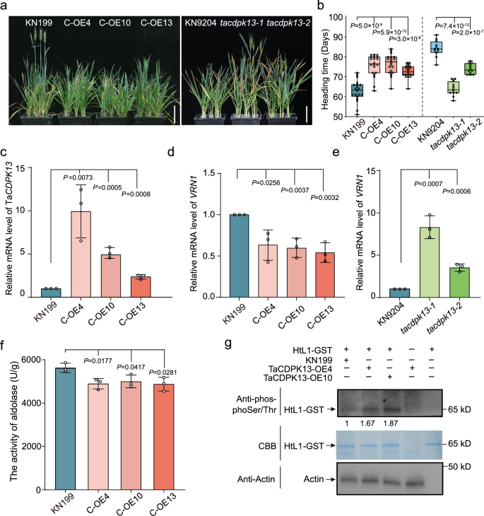 Fig. 4: TaCDPK13 inhibits flowering in winter wheat.