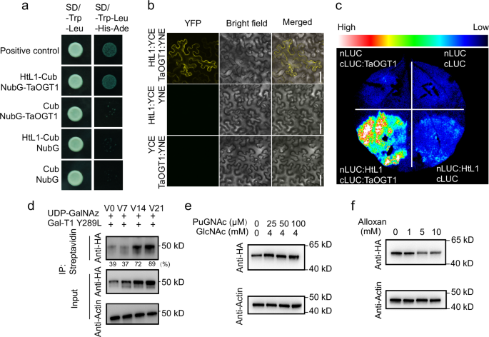 Fig. 5: O-GlcNAcylation of HtL1 is catalyzed by TaOGT1, and enhances its stability.
