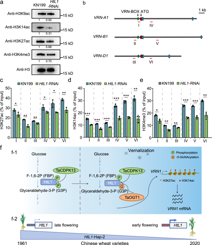 Fig. 6: Loss of function of HtL1 influences histone modification states at the VRN1 locus.