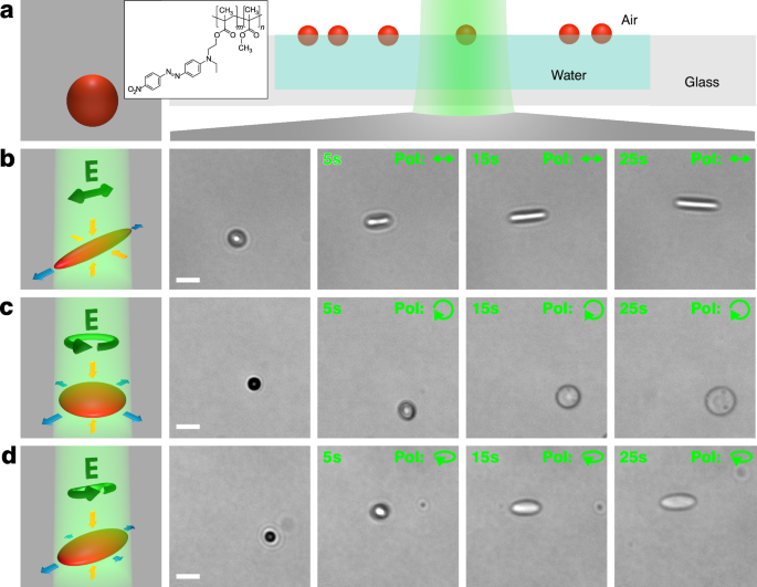 Fig. 1: Optical deformation of azopolymer particles at an air–water interface.