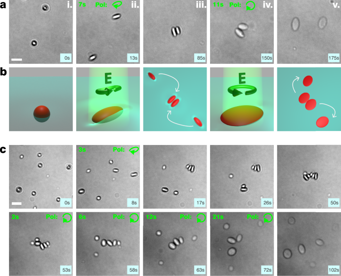 Fig. 2: Shape-mediated particle (dis)assembly induced by light.