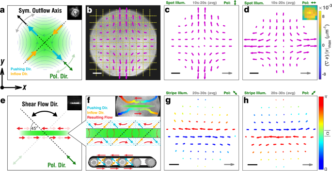 Fig. 4: Polarization-controlled rapid flows.