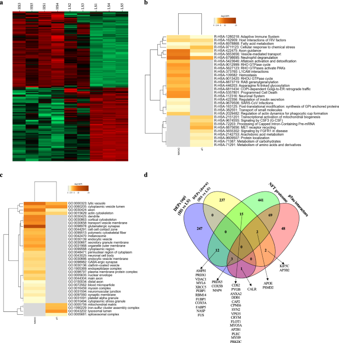 Fig. 5: Proteome remodeling in the primary motor cortex of PSP cases with high and low tau seeding activity.