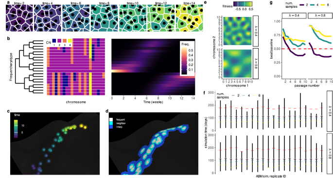 Fig. 1: Inferring aneuploid fitness landscapes with ALFA-K.