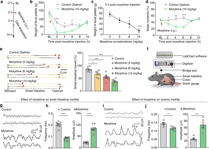 Fig. 1: Morphine induces constipation in mice.