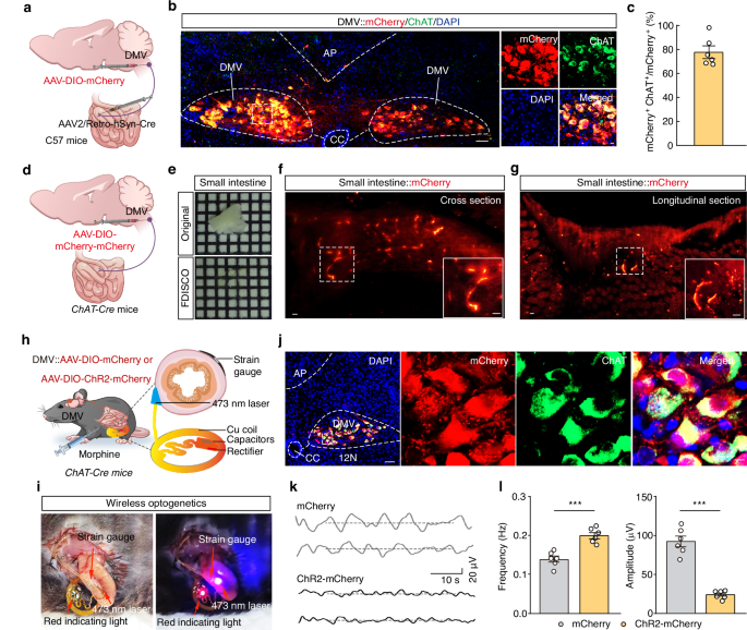 Fig. 2: DMVAch neurons directly project to the small intestine.