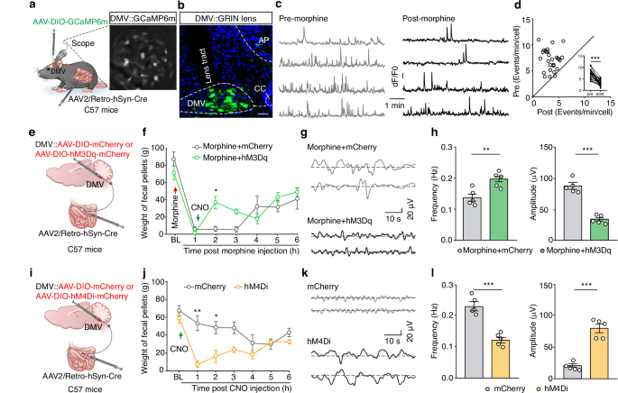Fig. 3: Morphine inhibits DMVAch neuronal activity to induce constipation.