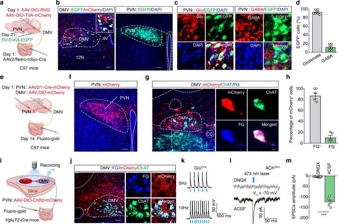 Fig. 4: Defining a PVNGlu→DMVAch→small intestine circuit.