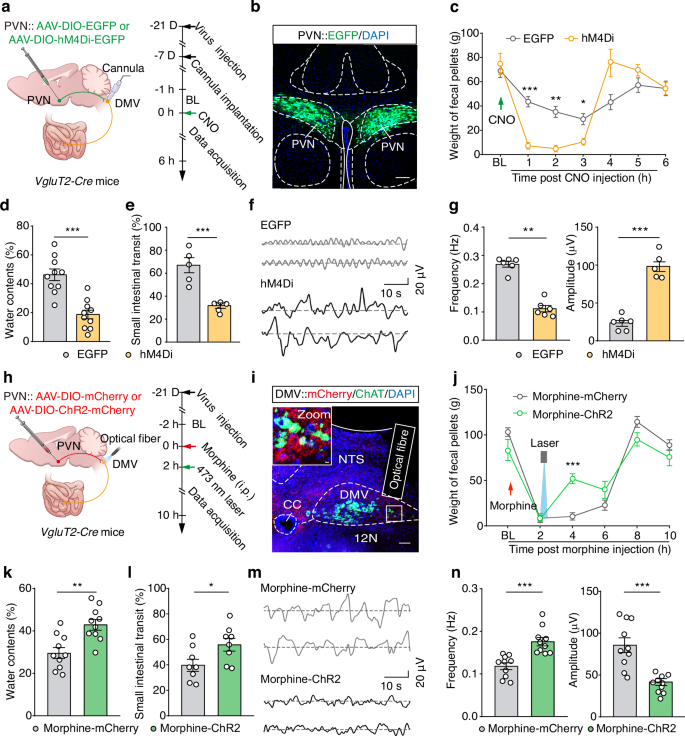 Fig. 7: Activation of DMV-projecting PVNGlu neurons reverses morphine-induced constipation.