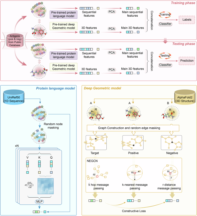 Fig. 1: The PLGDL framework for vaccine antigen prediction.