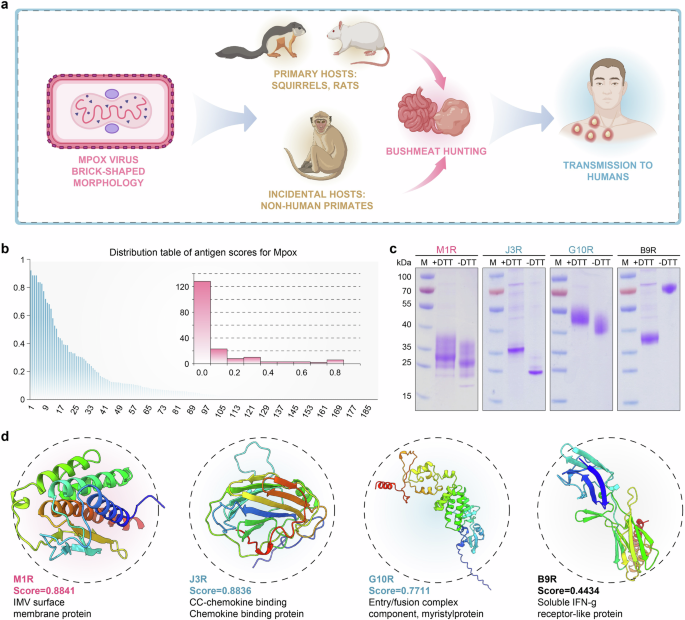 Fig. 5: Prediction of novel candidate antigens for Mpox.