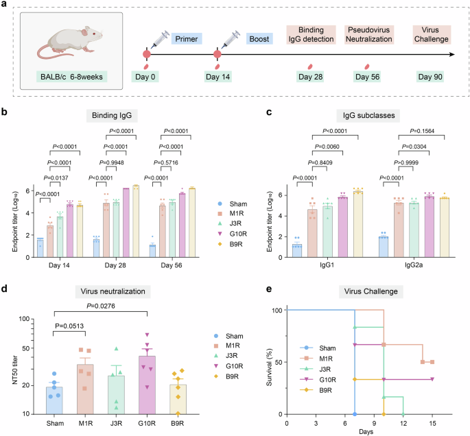 Fig. 6: Immune evaluation of candidate antigens for Mpox.