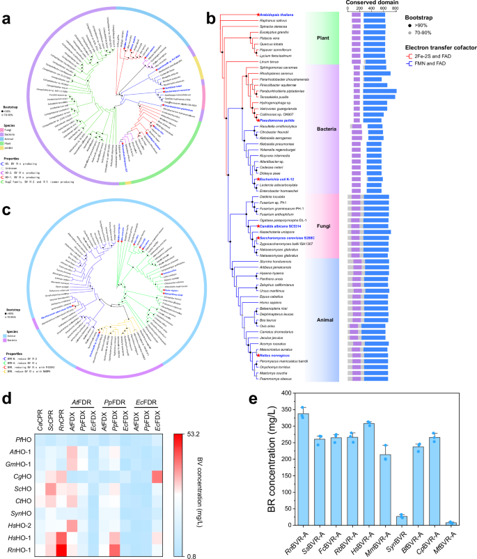 Fig. 2: Screening of key enzymes for bilirubin biosynthesis.