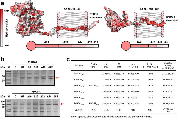 Fig. 3: Terminal truncation of RnHO-1 and RnCPR improves soluble expression without compromising enzymatic activity.