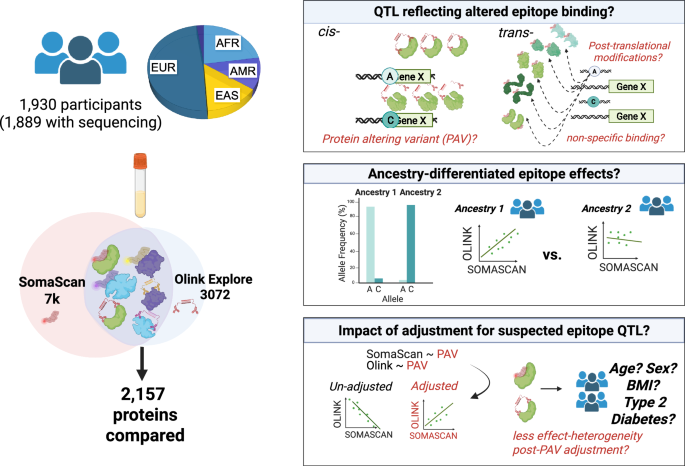 Fig. 1: Graphical summary of main analyses with (Left) depiction of relative numbers of participants clustering with each ancestry-reference (>0.5 similarity to 1000 G ancestry cluster).