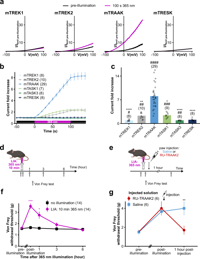 Fig. 1: Skin 365 nm illumination induces analgesia via activation of mTRAAK.