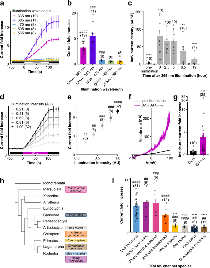 Fig. 2: 365 nm illumination irreversibly activates TRAAK channels in a time-, intensity- and species-dependent manner, independently of cytoplasmic processes.