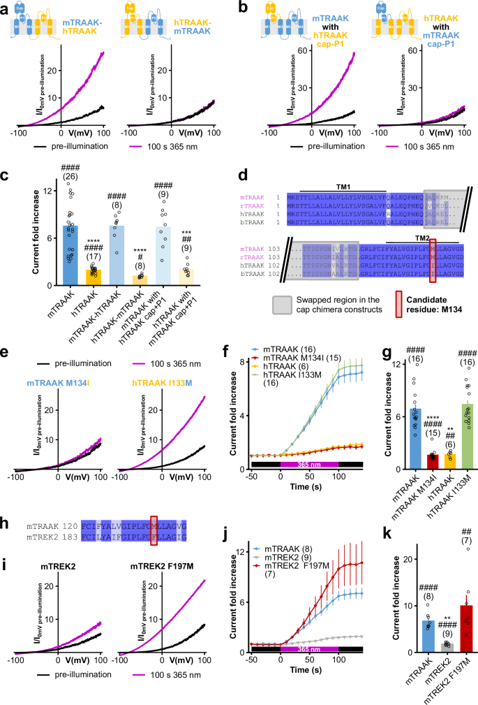 Fig. 3: Methionine 134 is necessary and sufficient for light-activation of TRAAK.