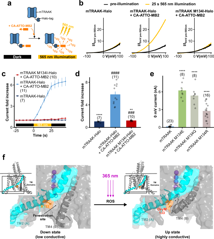 Fig. 4: Light activation of TRAAK relies on the oxidation of methionine 134 which switches TRAAK to its conductive “up” conformation.