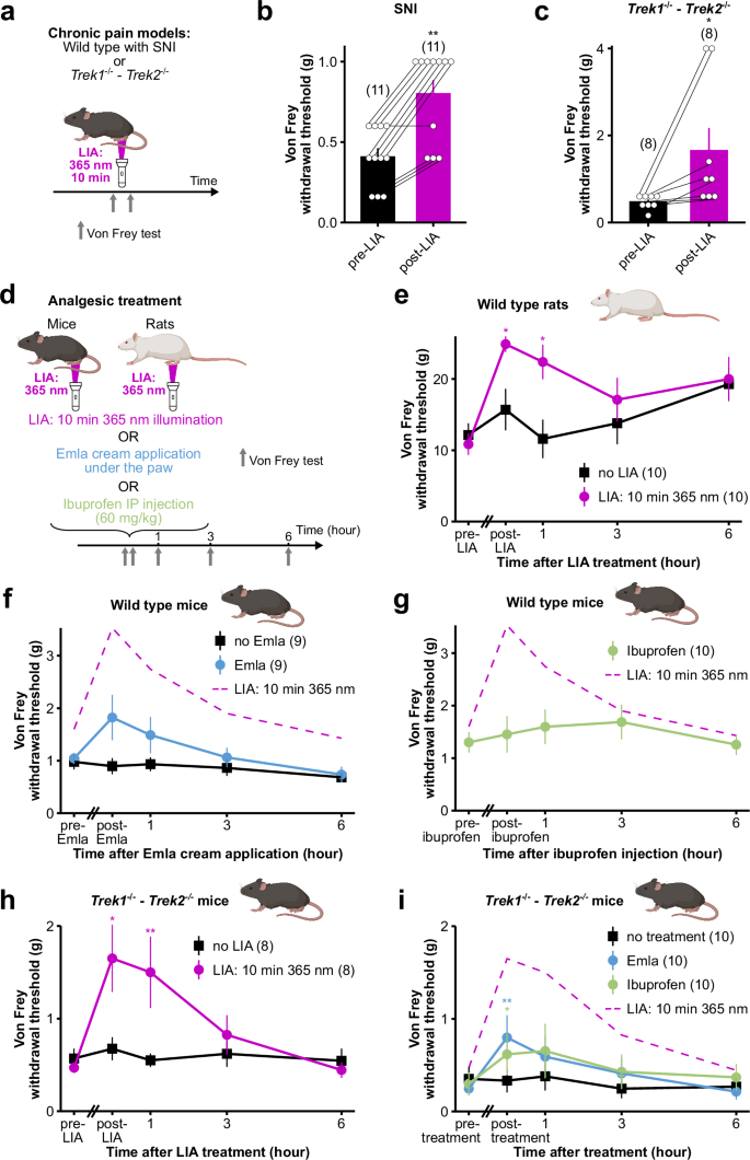 Fig. 6: LIA is a robust method for pain relief in rodents, more effective than conventionally used analgesics.