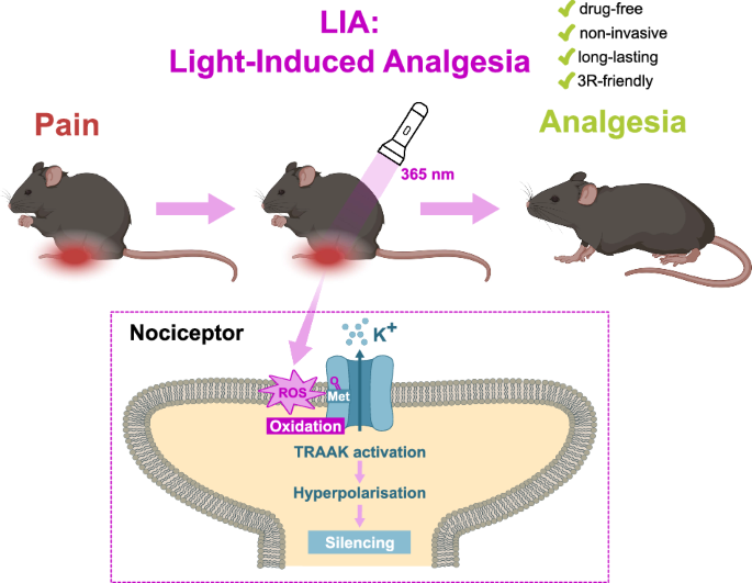 Fig. 7: Graphical abstract explaining LIA and its underlying mechanism.