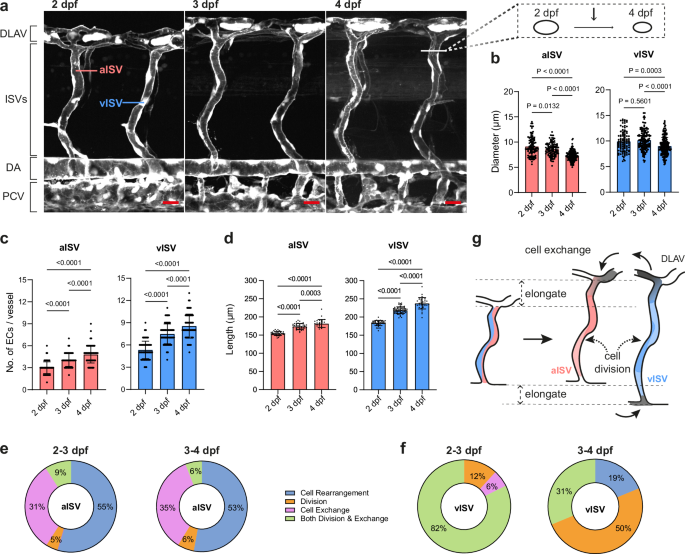 Fig. 1: Dynamic endothelial cell behaviours drive vessel constriction and elongation during ISV remodelling.