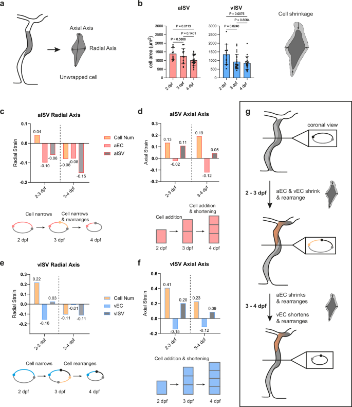 Fig. 2: Endothelial cell shrinkage and rearrangement underlie vessel constriction and elongation.