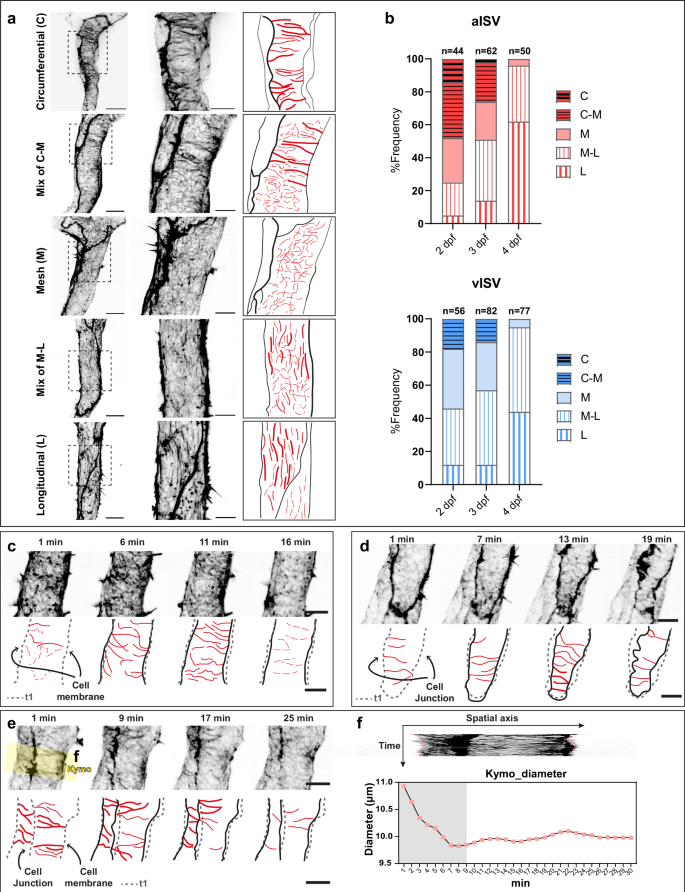 Fig. 4: Endothelial cells exhibit cortical actin remodelling, with circumferential actin formation correlating with vessel constriction.