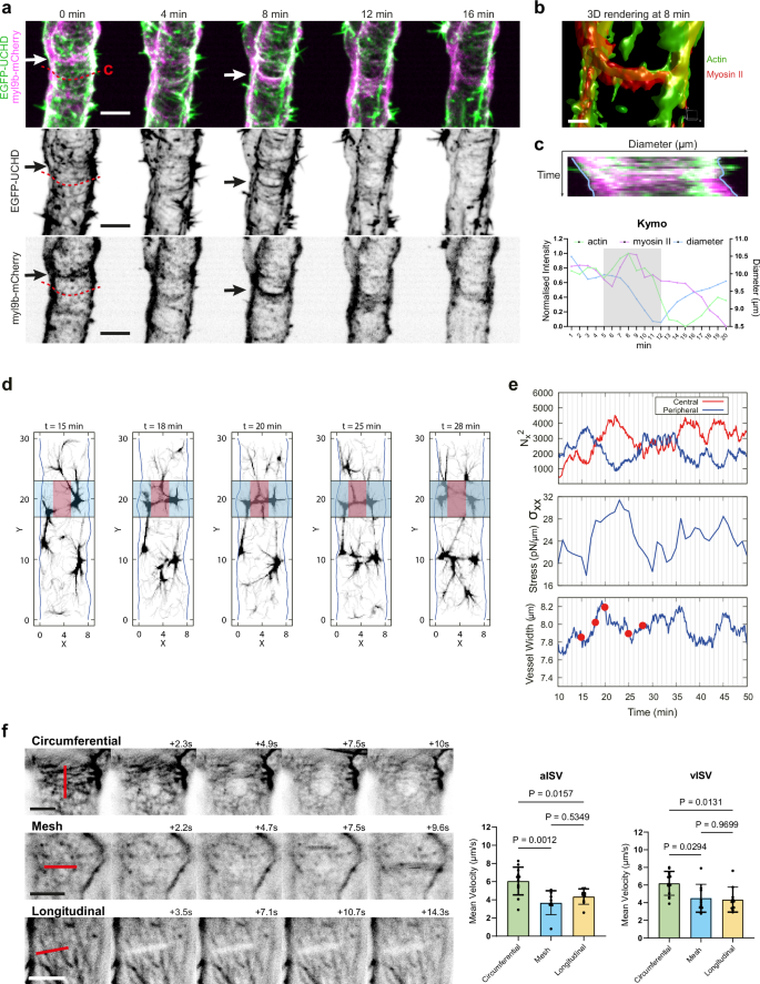 Fig. 5: Circumferential actomyosin bundles generate highest tensile forces during vessel constriction.