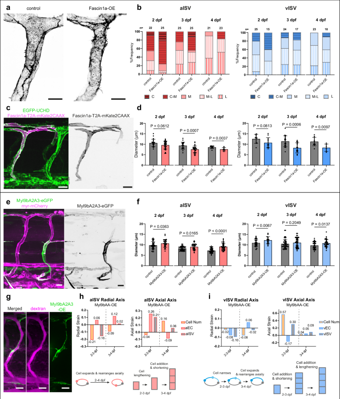 Fig. 6: Vessel constriction is enhanced by Fascin1a-induced circumferential actin assembly but disrupted by decreased Myosin II activity.