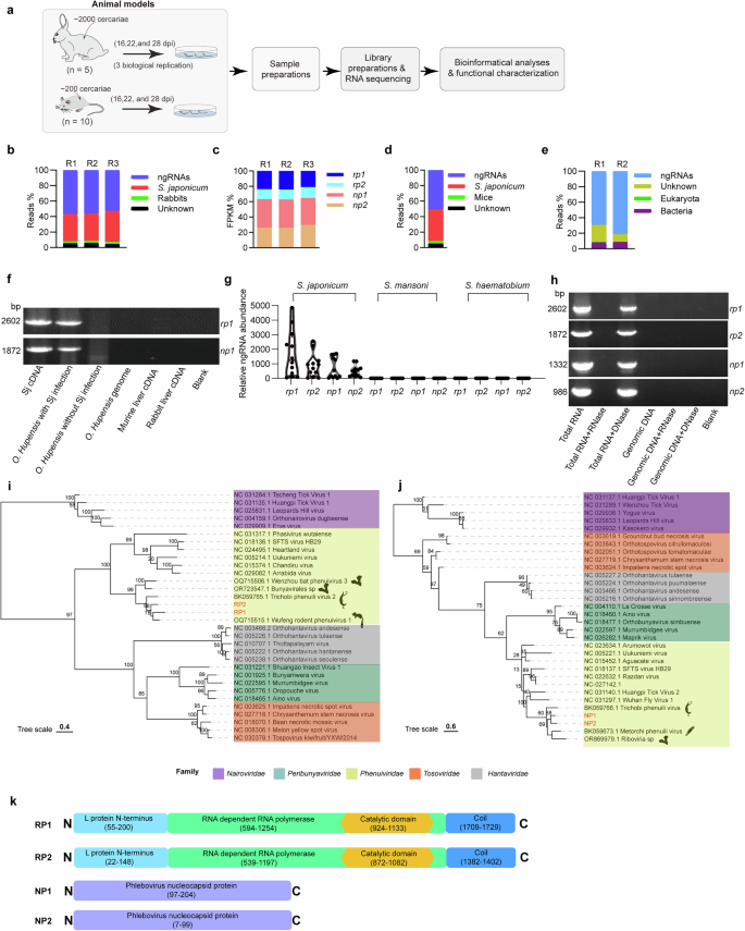 Fig. 1: Metatranscriptomic analyses revealed non-parasite genome encoded RNAs associated with S. japonicum.