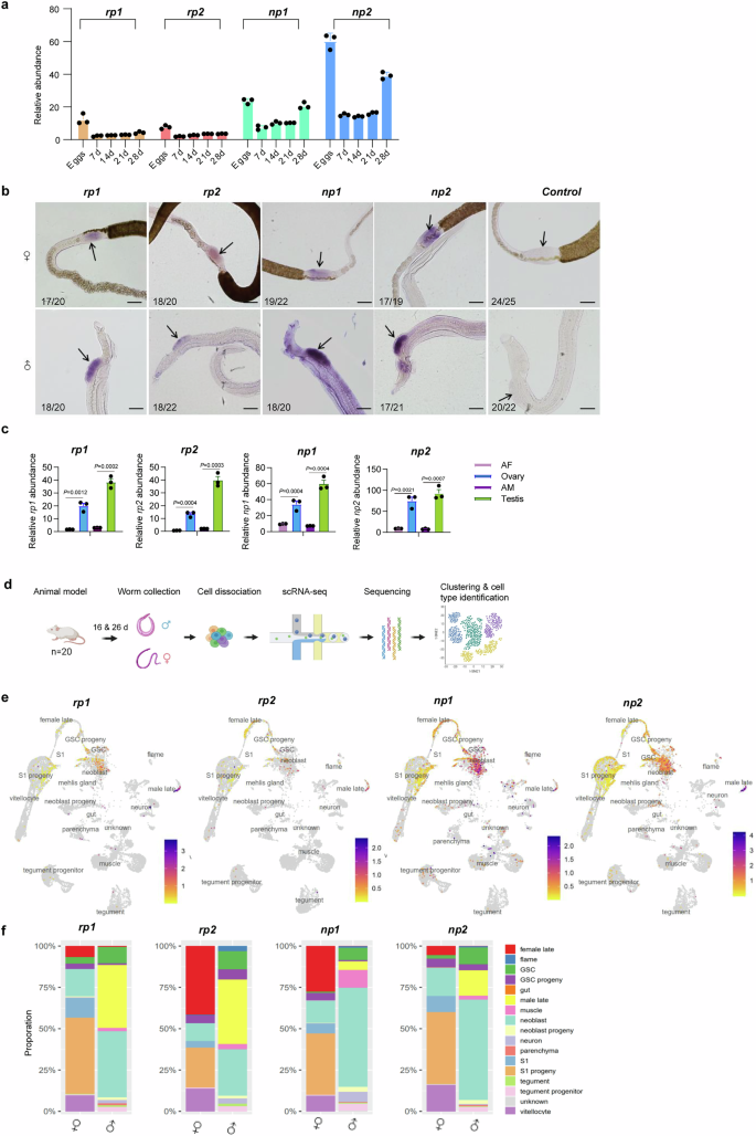 Fig. 2: ngRNAs are predominantly localized in sexual organs of adults and eggs.