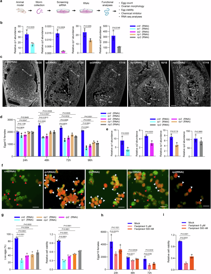 Fig. 3: The requirement of ngRNAs for ovarian development and egg viability.