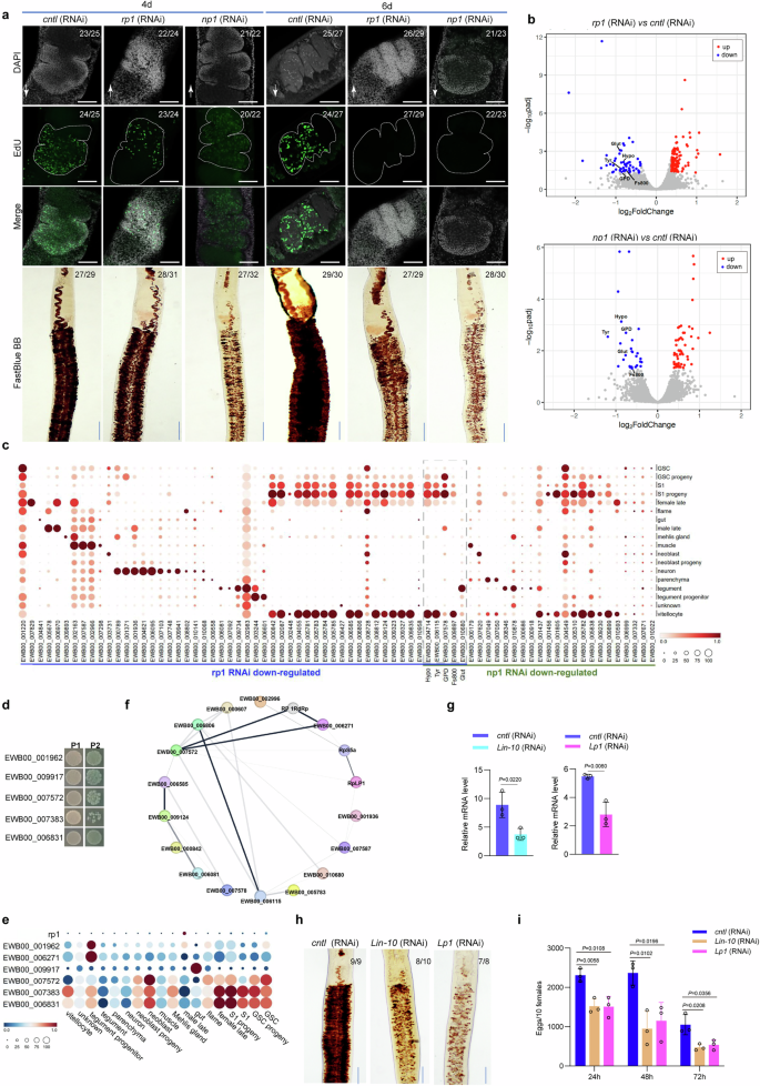 Fig. 4: ngRNA encoding RdRp protein interacts S. japonicum protein regulate egg production.