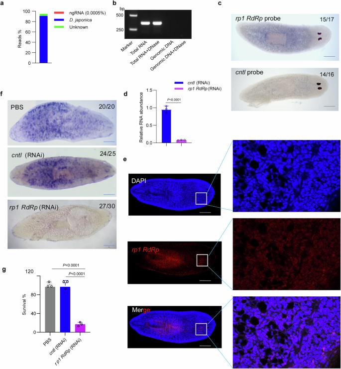 Fig. 8: RdRp ngRNA in planarian contributes to worm survival.
