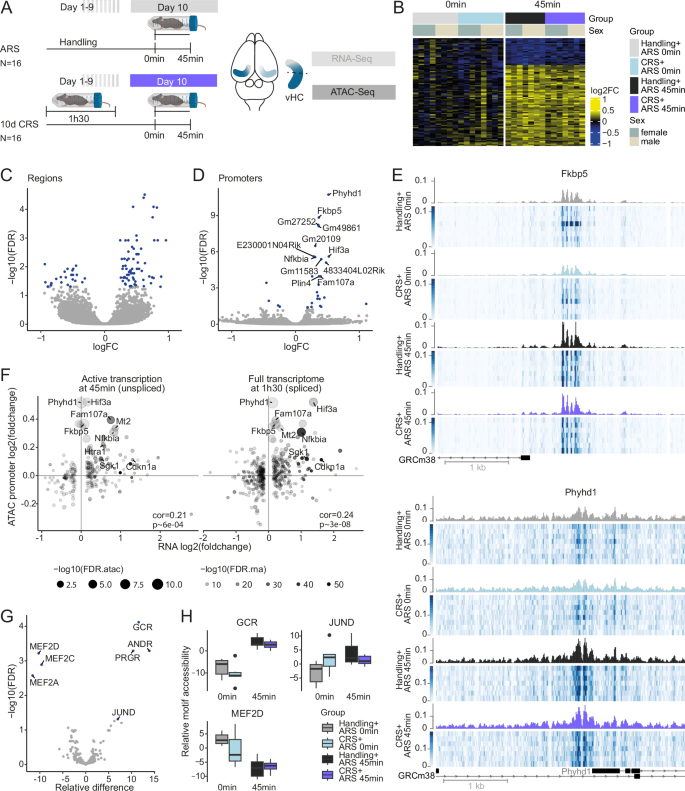 Fig. 4: Chromatin accessibility in response to acute and repeated stress.
