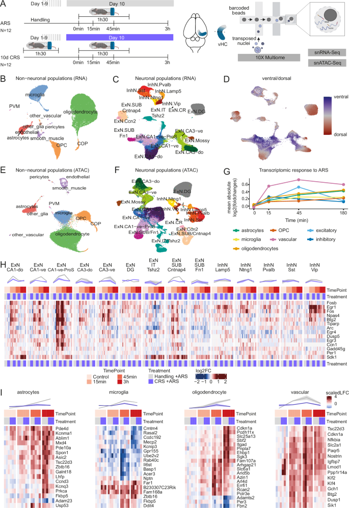 Fig. 5: The transcriptomic response to acute stress and habituation across cell types in the ventral hippocampus.