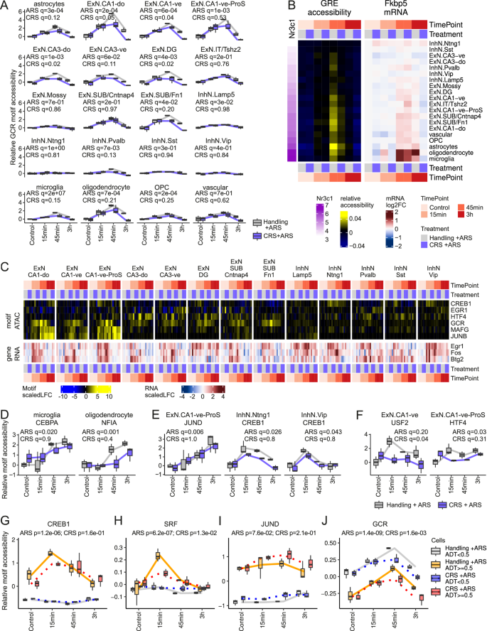 Fig. 8: Stress-induced chromatin remodeling across time and cell types.