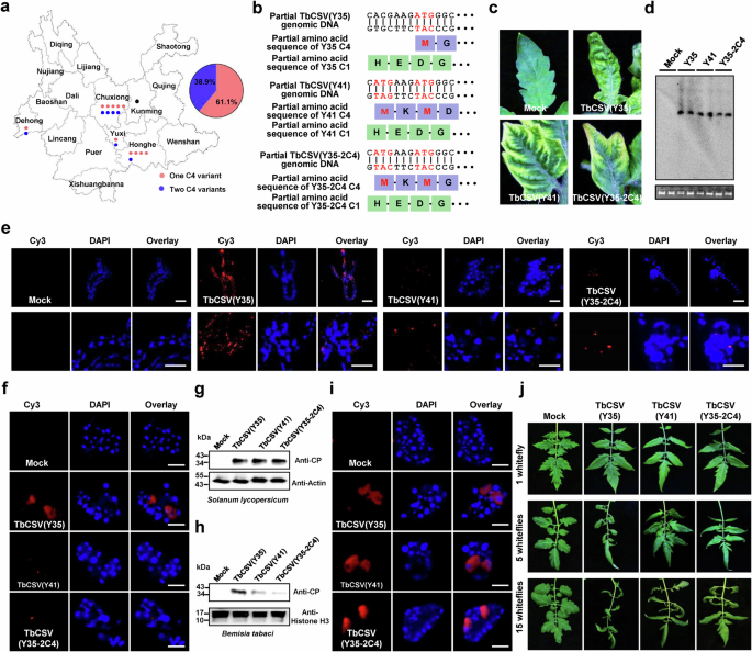 Fig. 1: TbCSV isolates expressing two C4 variants have a lower epidemic rate.