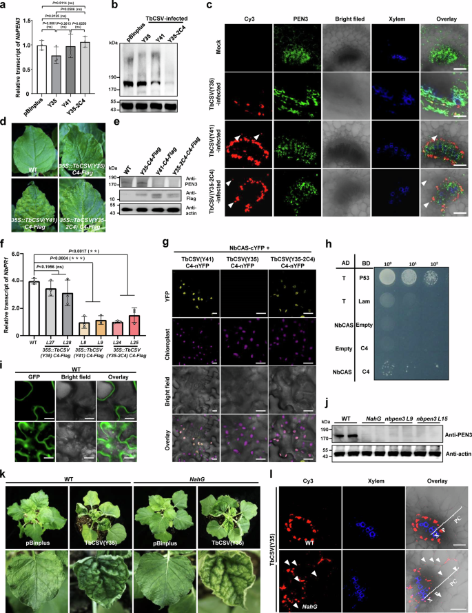 Fig. 4: Geminiviruses compromise NbPEN3-mediated phloem restriction through encoding a chloroplast-targeted C4 protein.
