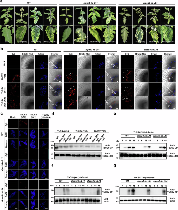Fig. 5: Phloem-limitation enabled by PEN3 favors acquisition of the virus by the insect vector.