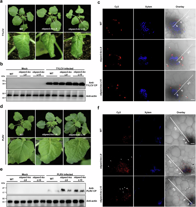 Fig. 6: PEN3 determines phloem limitation of other viruses.