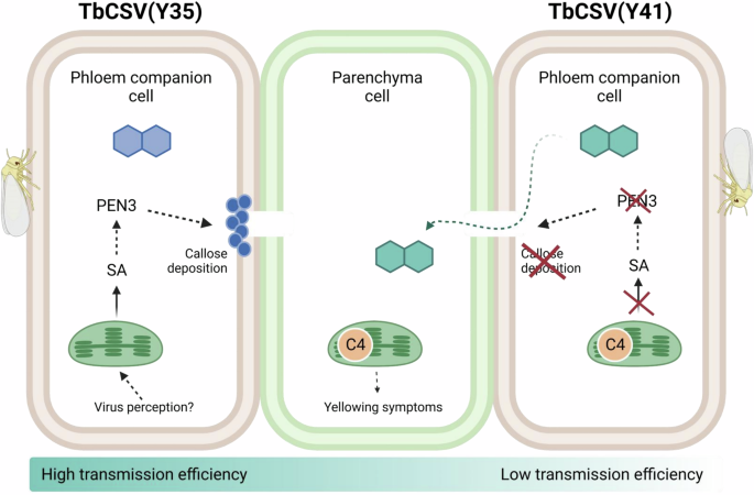 Fig. 7: Proposed mechanism underlying phloem restriction in geminiviruses and its escape by TbCSV(Y41).