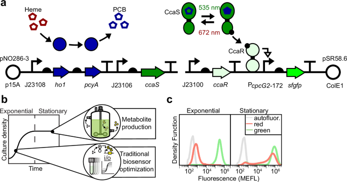 Fig. 1: CcaSR v3.0 is not functional in stationary phase.