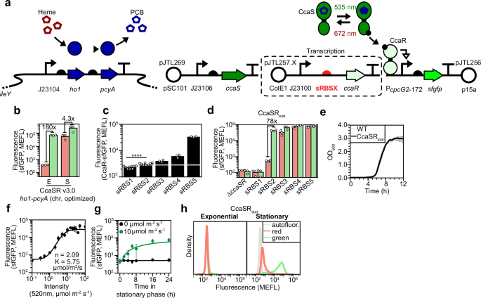 Fig. 3: Optimizing ccaR expression for stationary phase.