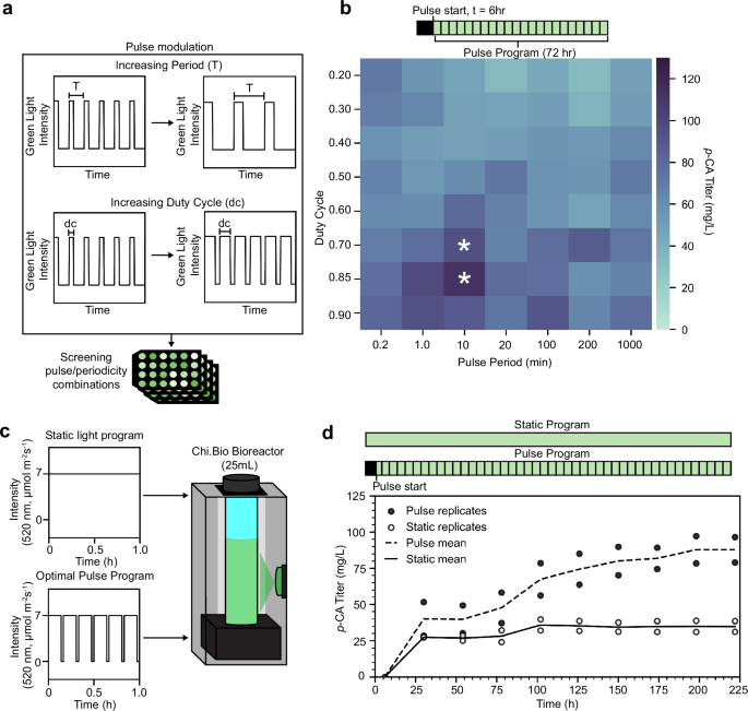 Fig. 5: Using dynamic light signals to optimize p-CA production in stationary phase.
